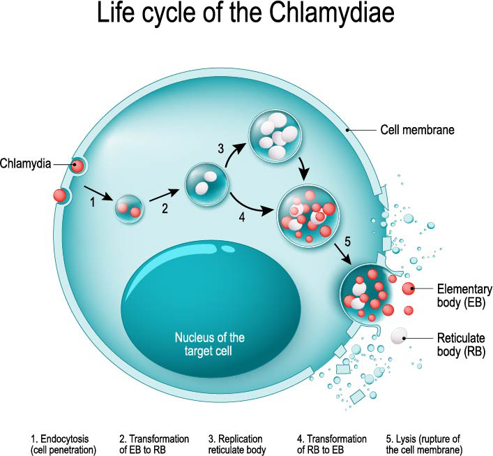 クラミジアのサイクル